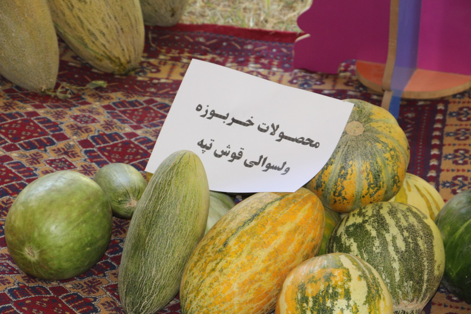 نمایشگاه محصولات زراعتی خربزه در ولایت جوزجان برگزارشد