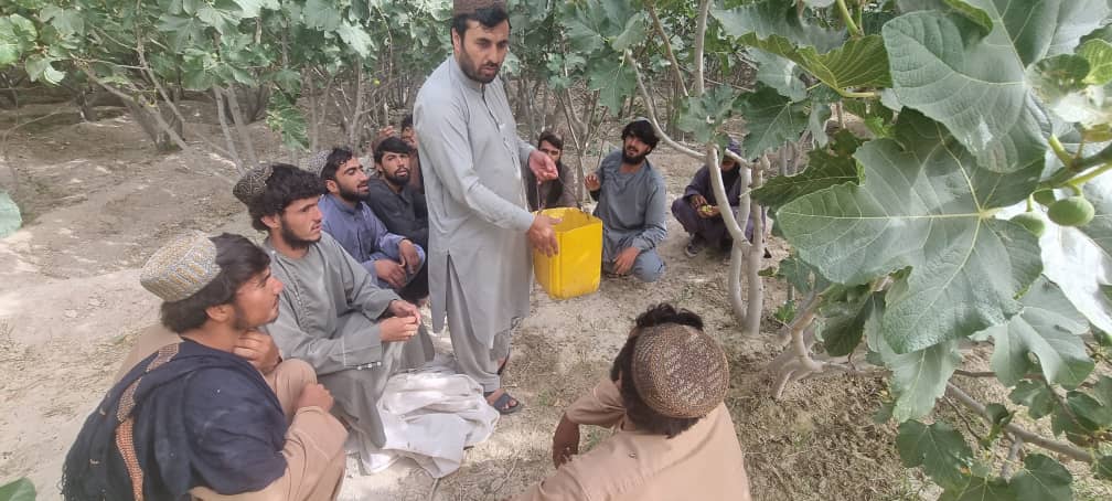 د کندهار لوړ شاولیکوټ کې یوشمېر بڼوال وروزل شول