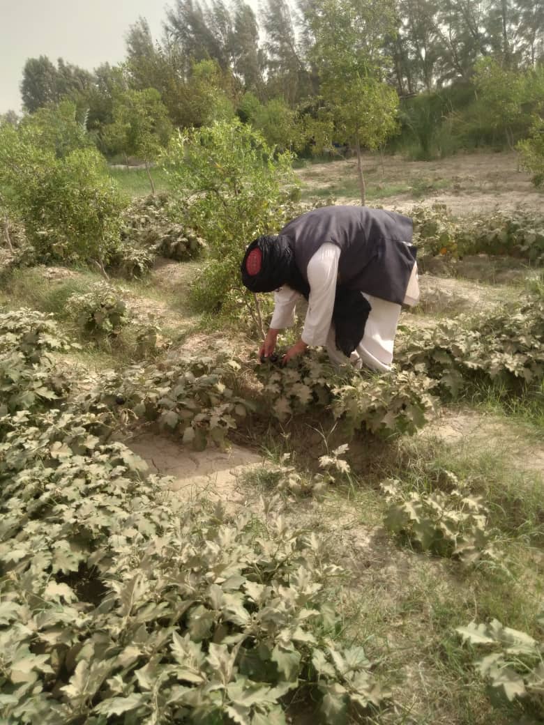 نیمروز کې د سبو د ناروغیو مخنیوی په پار هڅې