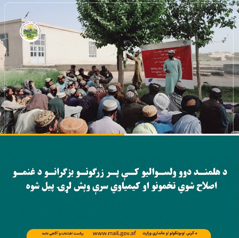 د هلمند دوو ولسوالیو کې پر زرګونو بزګرانو د غنمو اصلاح شوي تخمونو او کیمیاوي سرې وېش لړۍ پيل شوه
