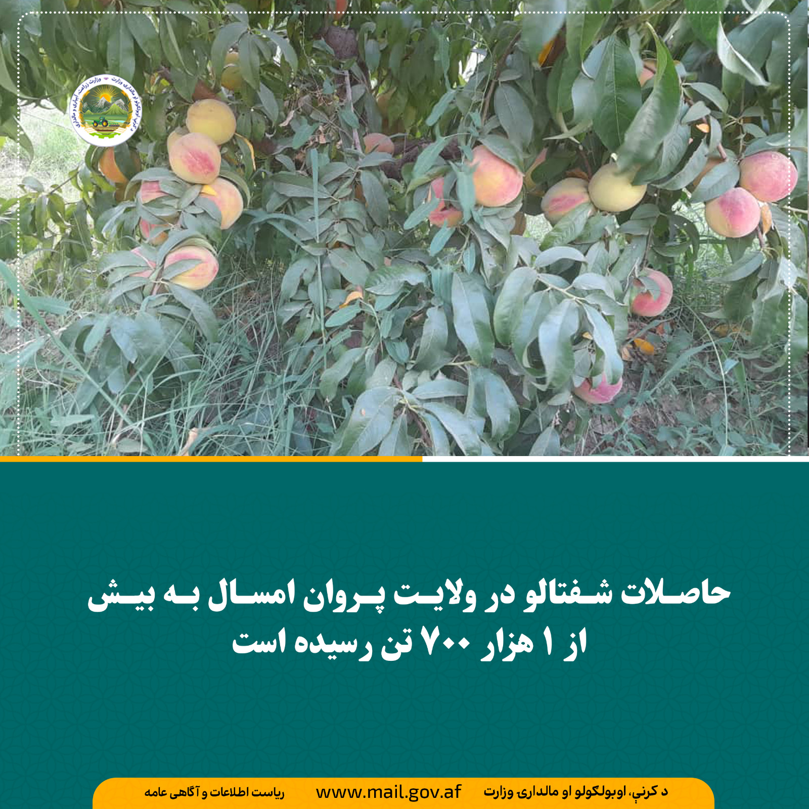 حاصلات شفتالو در ولایت پروان امسال به بیش از ۱ هزار ۷۰۰ تن رسیده است