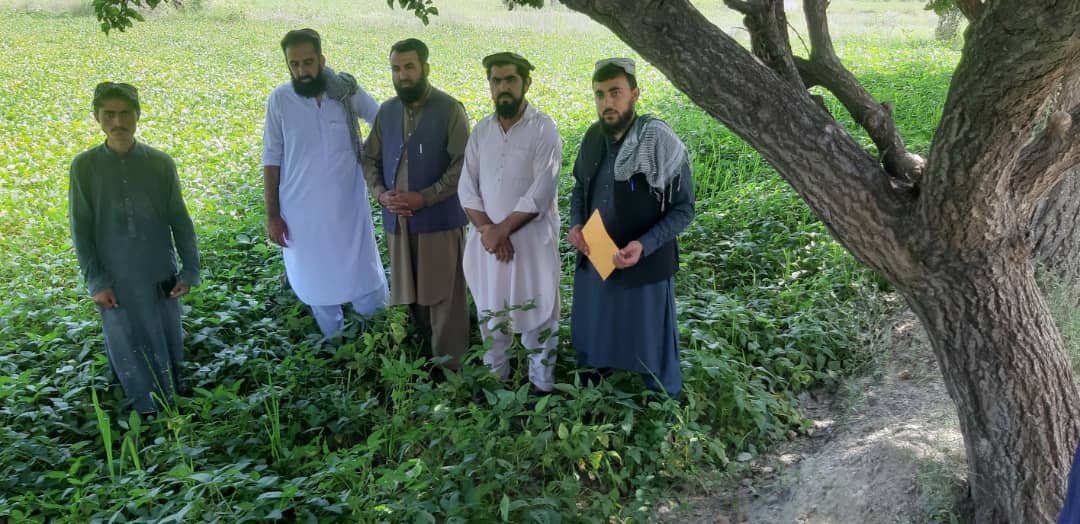 د خوست دکرنې، اوبولګولو او مالدارۍ ریاست وایي، چې ددې ولایت د «صبریو، باک او علیشیر» ولسوالۍ په بېلابېلو سیمو کې د سټروسو د ترویج او پرختیا په موخه د سټروسو بڼونه جوړېږي.