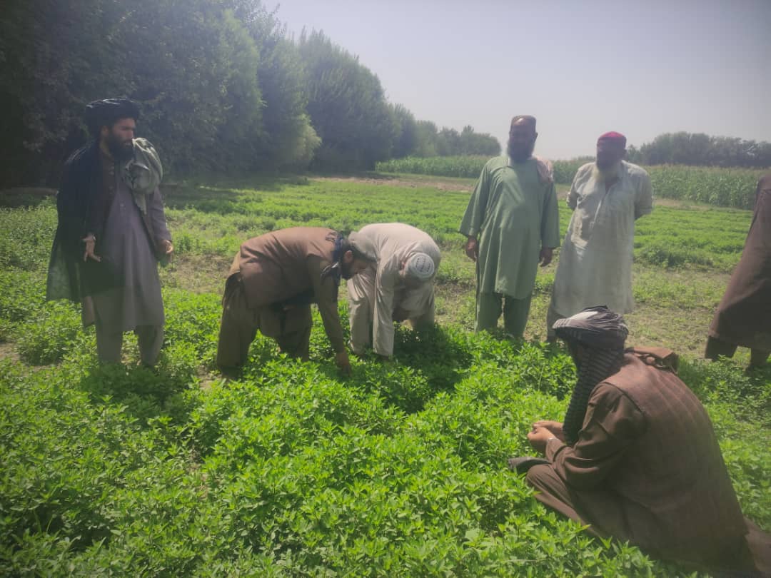 هملند کې یوشمېر بزګران وروزل شول