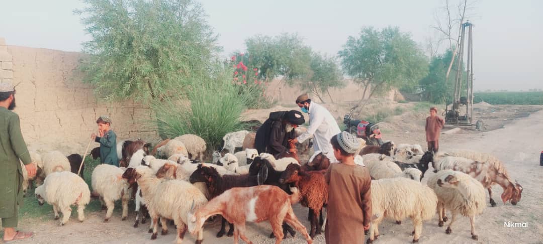 هلمند کې سلګونه څاروي د طاعون پر وړاندې واکسین شو