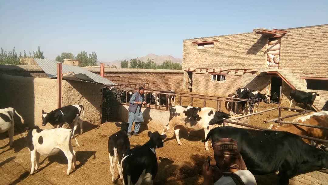 تطبیق ۱۵۰۰ دوز واکسین بیماری جلدی گاوها در ولسوالی شکر دره ولایت کابل