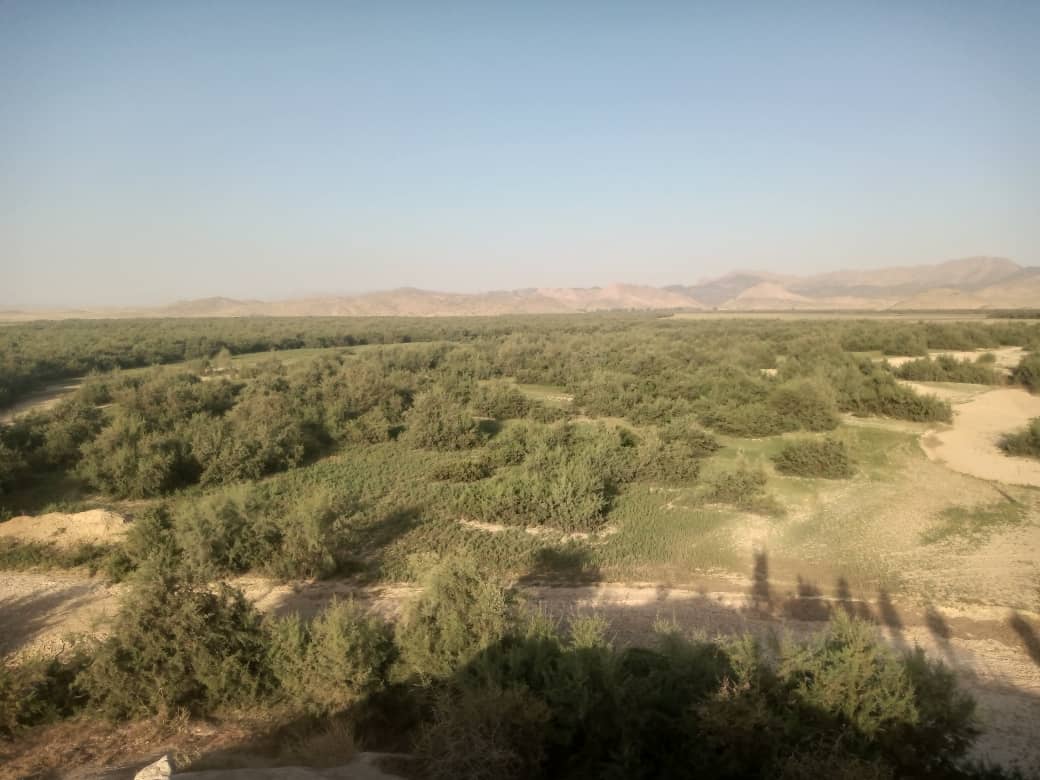 کندهار ته دکرنې وزارت د ځنګلونو رییس سفر