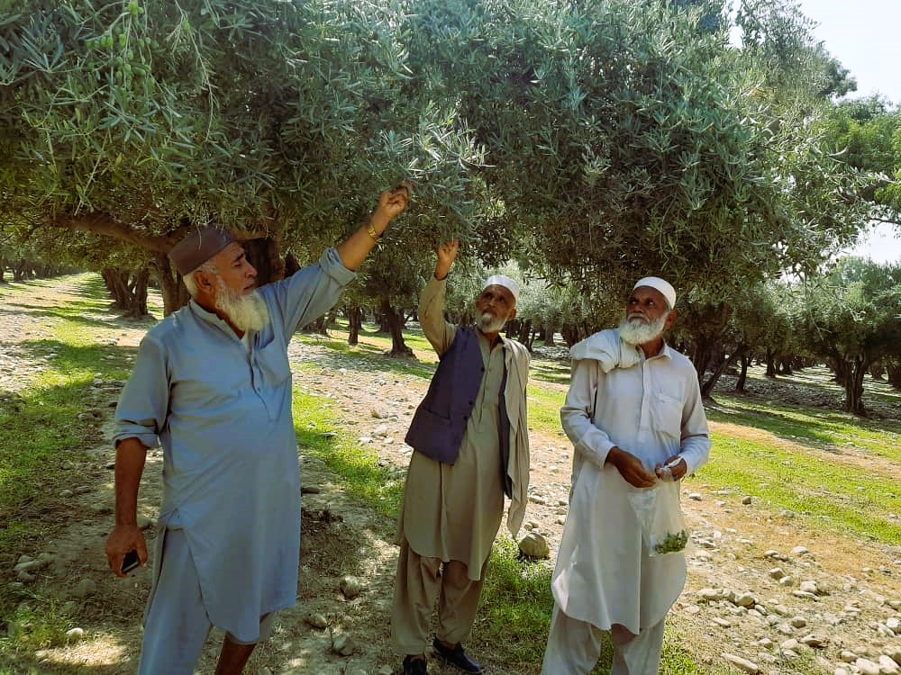 د ننګرهار کانال شرکت چارواکي وایي،چې د زیتون اچارو جوړولو چارې په راتلونکې اوونۍ کې پیلېږي.
