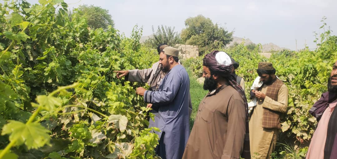 د کندهار پنجوايي کې یوشمېر بڼوالو ته د بڼ جوړونې په هکله روزنه ورکړل شوه