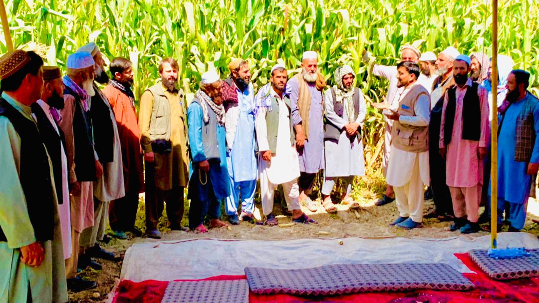لوګر کې د کروندې ورځ د جوارو د نبات تر عنوان لاندې ونمانځل شوه