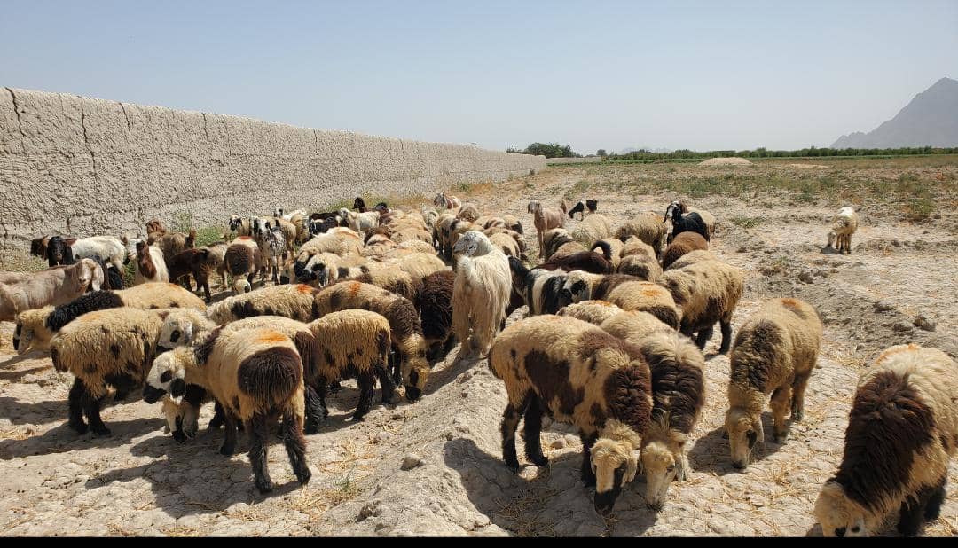 د کندهار سپین بولدک کې د طاعون او چیچک پر وړاندې د واکسین کمپاین پیل شو