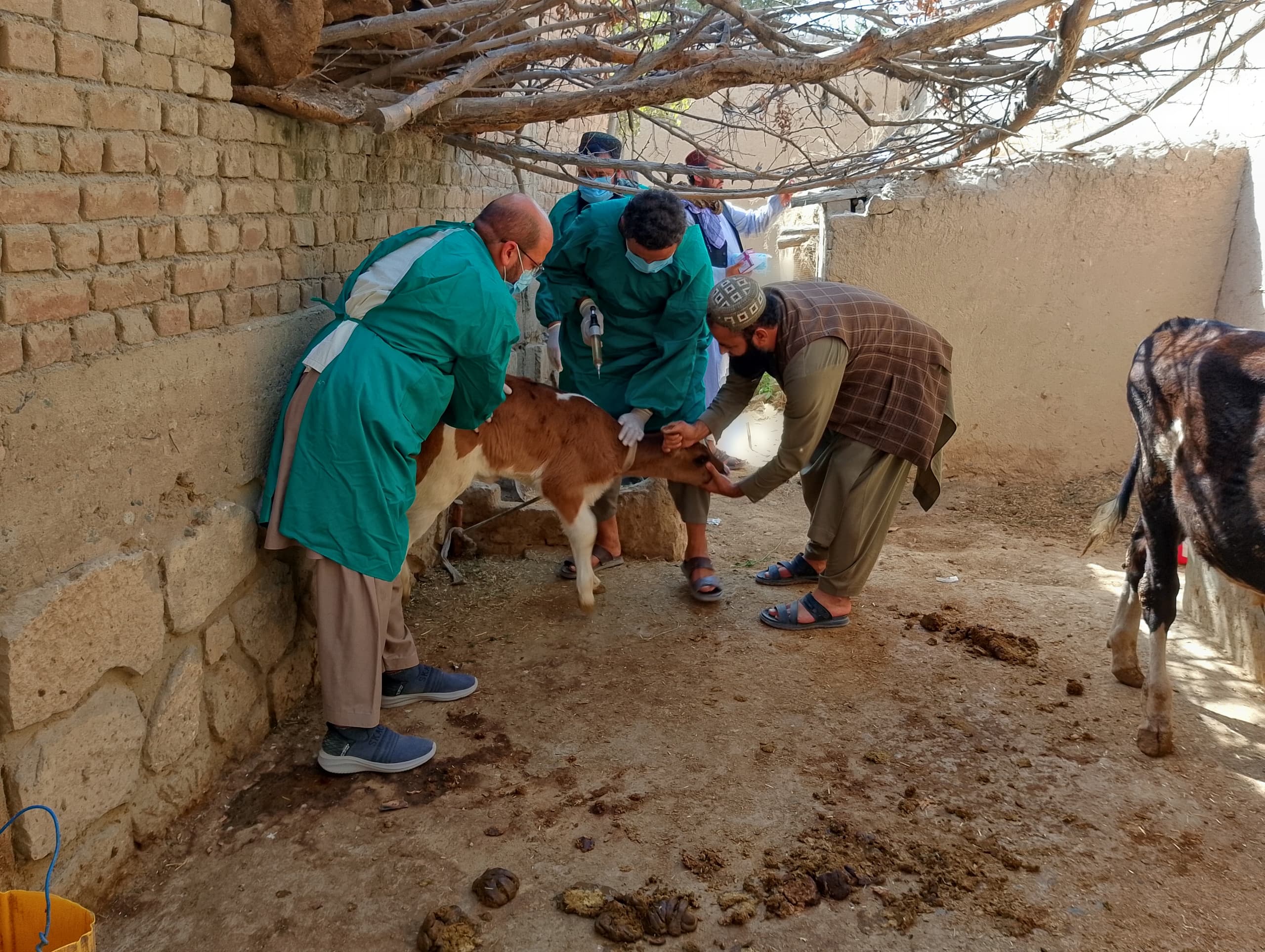 در کمپاین تطبیق واکسین علیه بیماری جلدی حیوانات در ولایت بغلان ۴۵ هزار دوز واکیسن تطبیق میشود