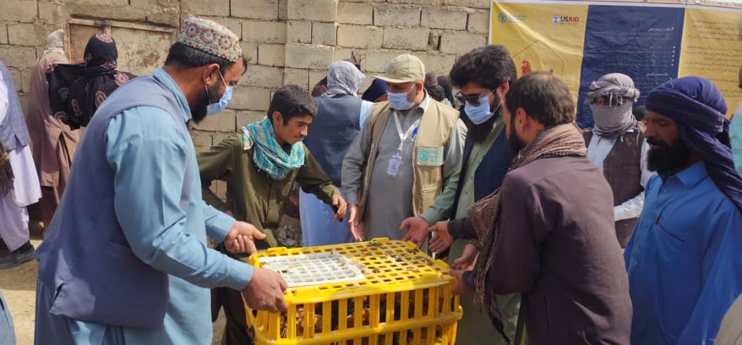 به ۷۵۰ خانم نیازمند در ولایت نیمروز که قبلا وسایل مرغداری جهت ساخت فارم کوچک مرغداری توزیع شده بود، ۳۰ قطعه مرغ از سوی موسسه نسلهای آینده افغانستان در همکاری با ریاست زراعت آن ولایت توزیع شد.