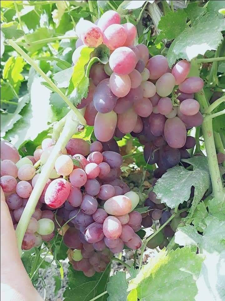 لوګر کې د انګورو حاصلات ۲۰ سلنه ډېر شوي