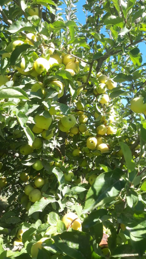 برنامه آموزشی روشهای نوین باغداری برای باغداران ولایت بادغیس راه اندازی شد