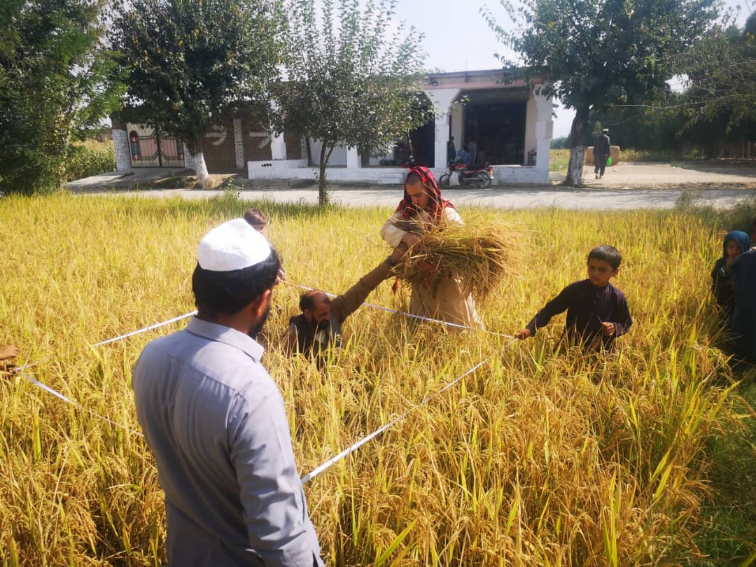 خوست کې د وریجو اړتیا معلومولو لپاره د شولو ۱۴۷ نمونې واخیستل شوې