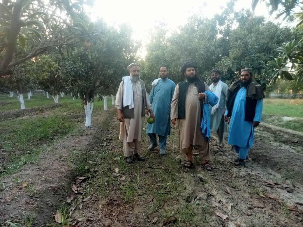 د ننګرهار د کرنې رییس د بڼوالۍ مرکز کې دروانو فعالیتونو څخه لیدنه وکړه