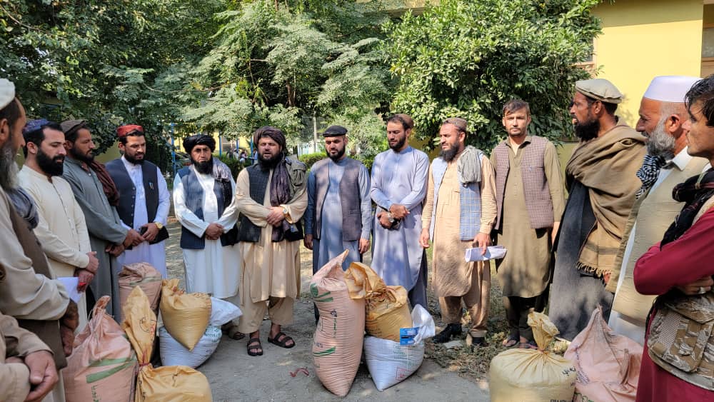 ننګرهار کې د غنمو ۲۰ ننداریزې کروندې جوړېږي