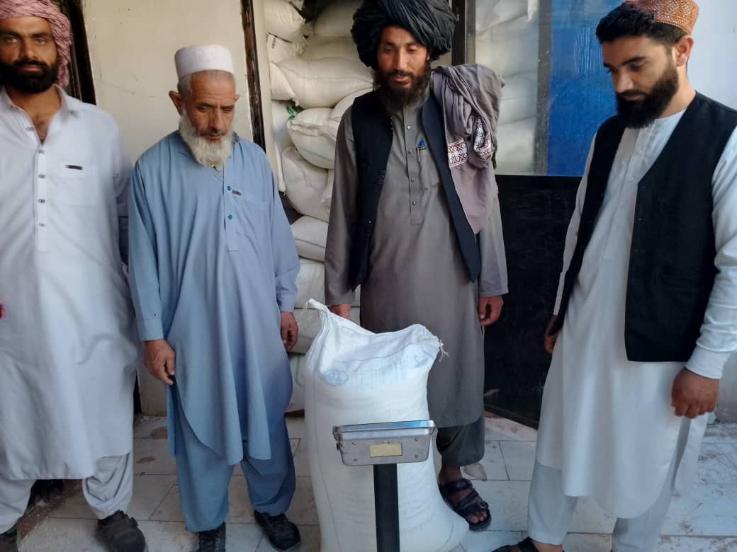 فراه کې د غنمو اصلاح شوي تخمونو او کیمیاوی سرې وېش لړۍ څخه څارنه تر سره شوه