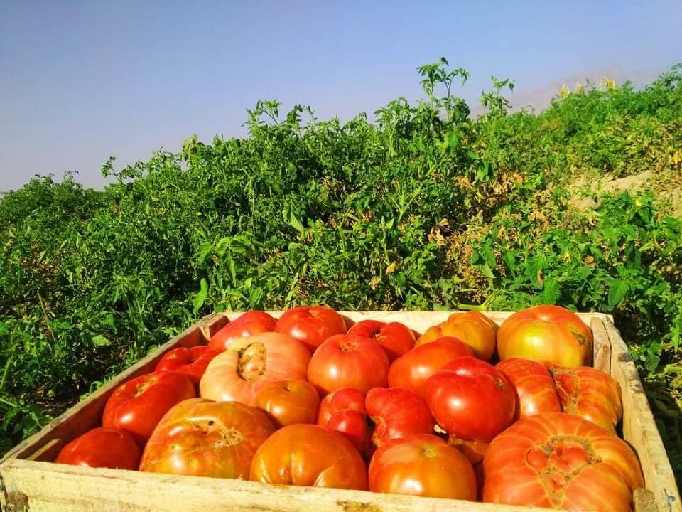 د کندهار د رومیانو په صادراتو کې زیاتوالی
