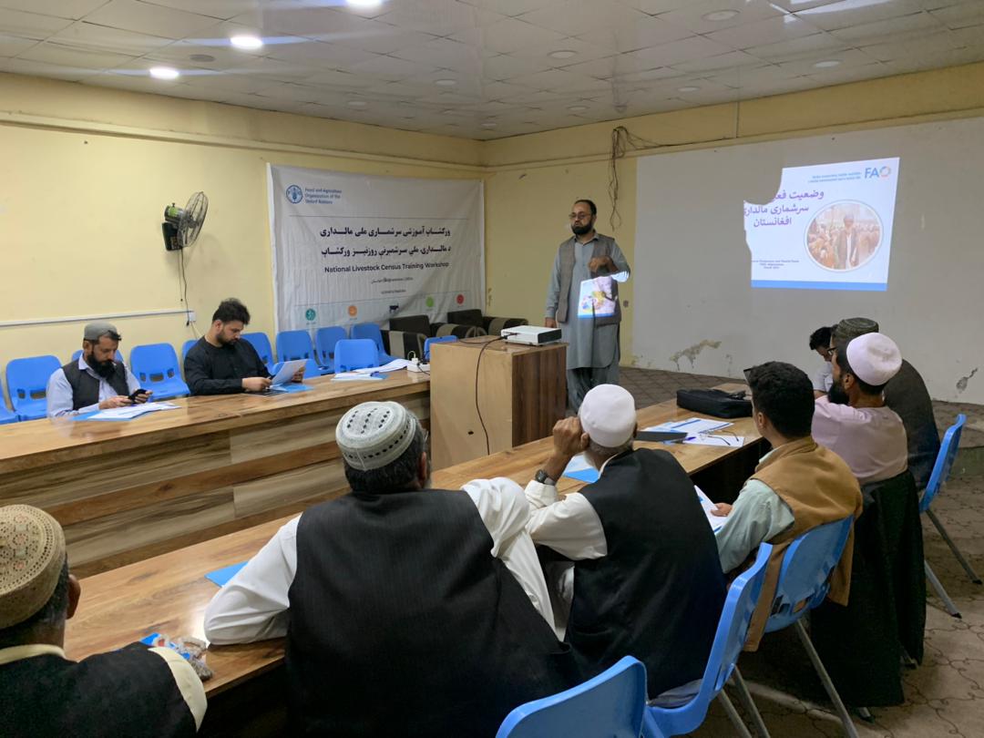 برگزاری برنامه آموزشی سرشماری مواشی برای داکتران صحت حیوانی ولایت فراه