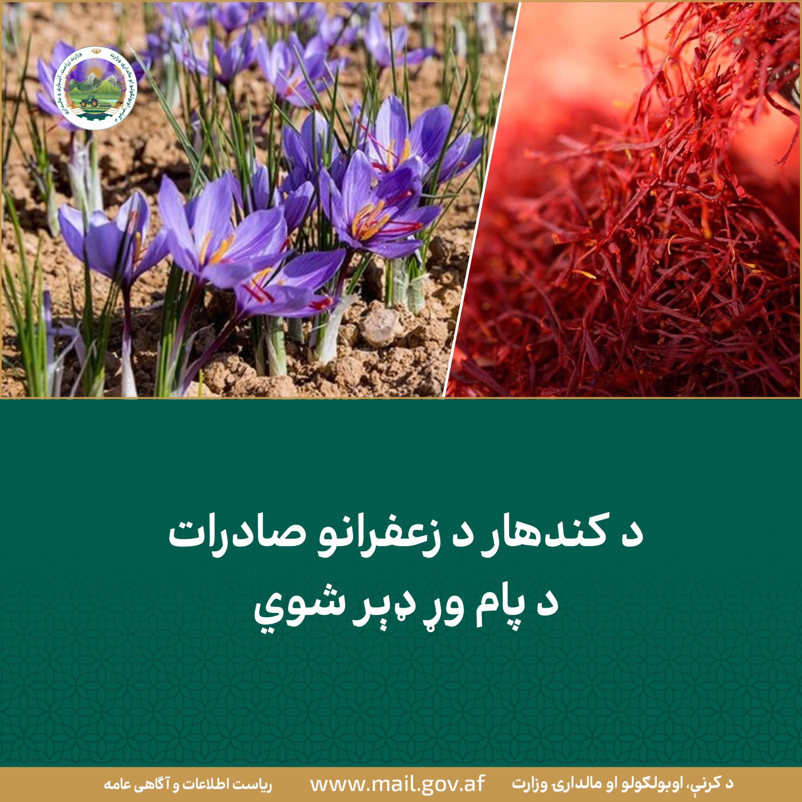 د کندهار د زعفرانو صادرات د پام وړ ډېر شوي