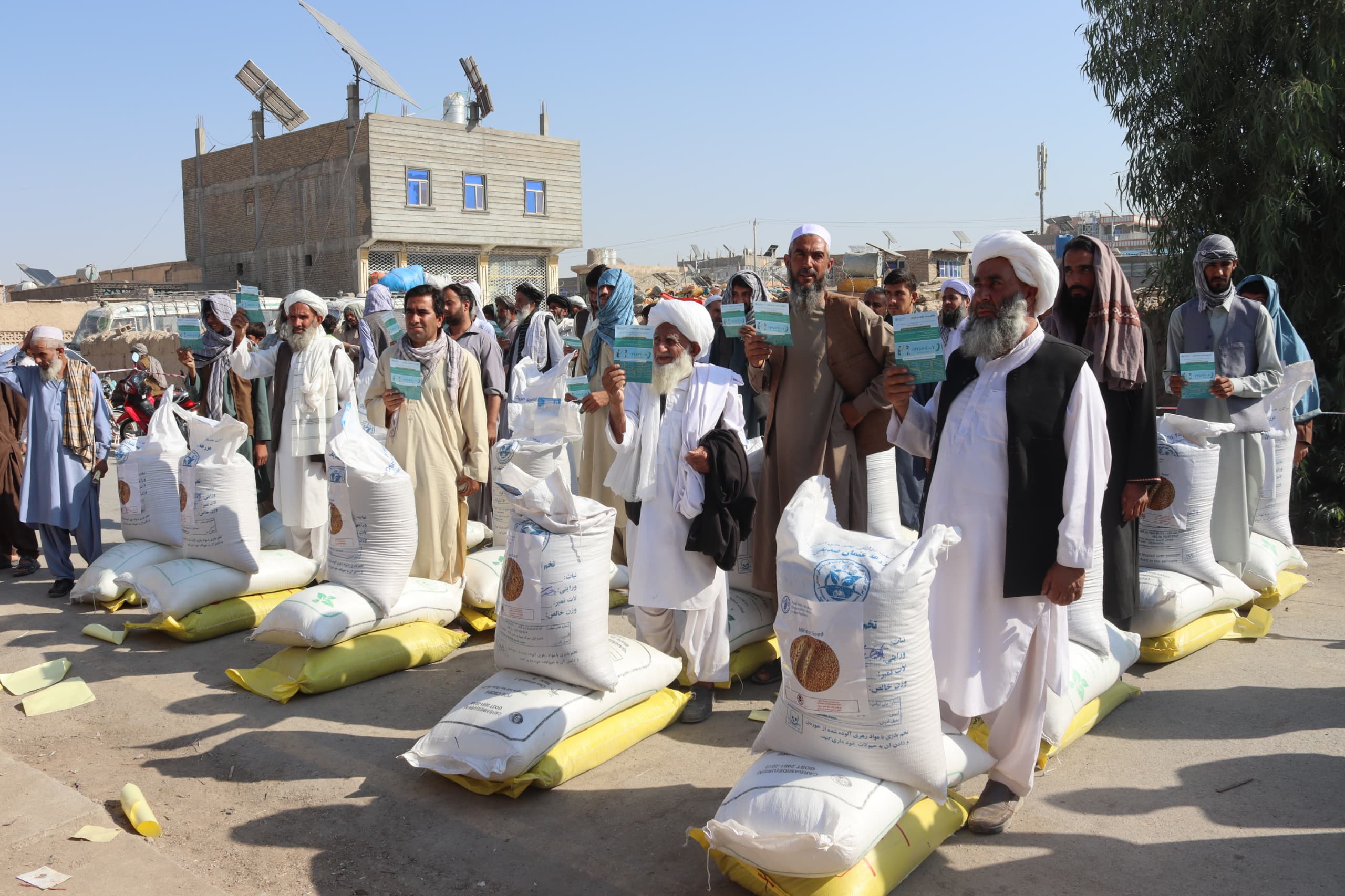 فراه کې پر زرګونو بزګرانو د غنمو اصلاح شوي تخمونو او کیمیاوي سرې وېش لړۍ پيل شوه