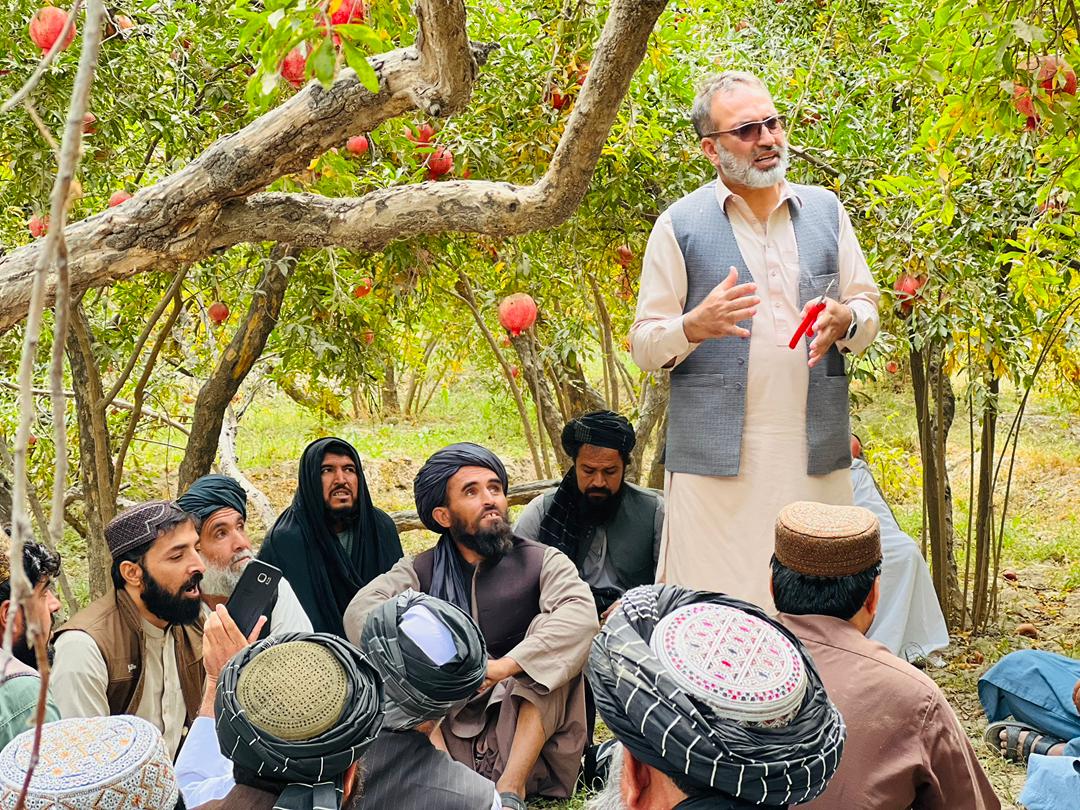 کندهار کې د انارو حاصل مدیریت او د بزګرانو او سوداګرو ترمنځ د اړیکو پراختیا دوه ورځنۍ ورکشاپ ترسره شو