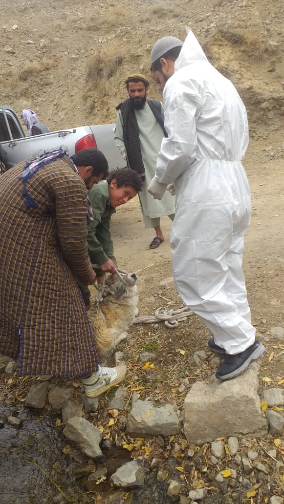 آغاز کمپاین واکسیناسیون سگ دیوانه در پنجشیر
