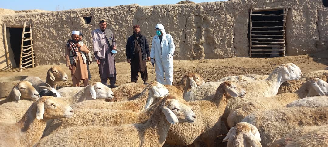 آغاز ادویهپاشی طویلههای حیوانی در ولسوالی علیآباد ولایت کندز