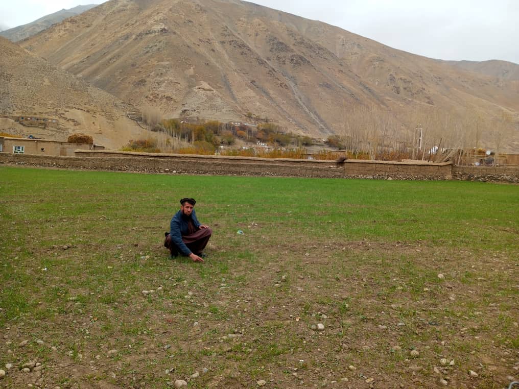 نظارت از کشت تخم بذری اصلاحشده برای ۵۰۰ دهقان در ولسوالی پریان ولایت پنجشیر