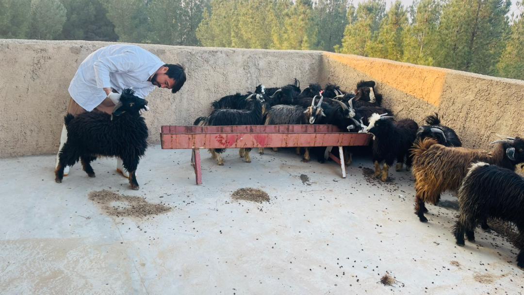 آغاز فعالیت کشتارگاه حیوانات انصار در ولسوالی انجیل هرات
