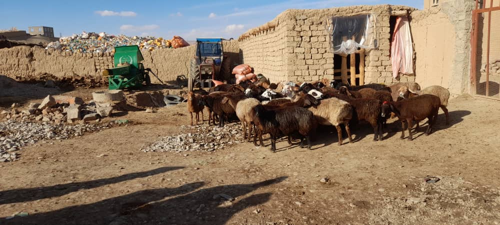توزیع مواشی گوسفند برای حمایت از پروژههای منابع طبیعی در ولایت غور