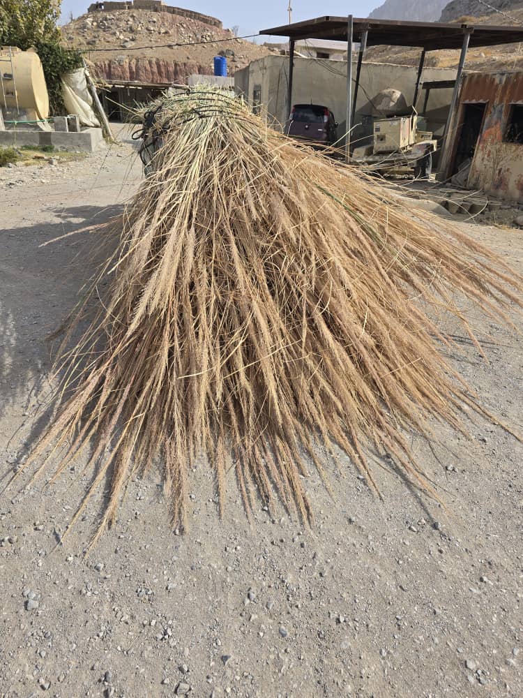 د کندهار ارغنداب کې د طبیعي بوټو ساتنې دوه ورځنی کمپاین ترسره شو