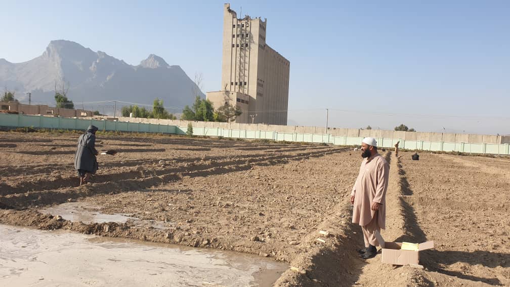 د کندهار د کوهکران څېړنیز فارم کې پر یوشمېر بوټو څېړنې روانې دي
