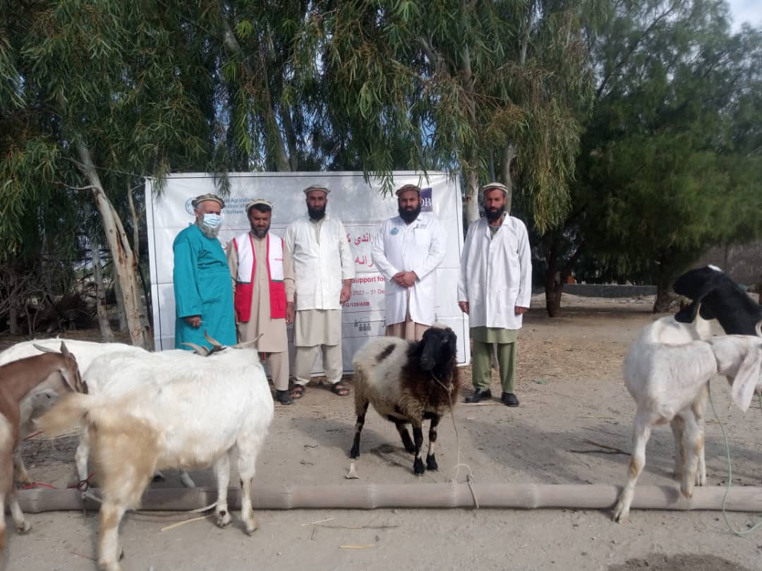 لغمان کې وړوشخوند وهونکوڅارویو ته د طاعون ناروغۍ د مخنیوي پروړاندې د واکسین کمپاین پیل شو