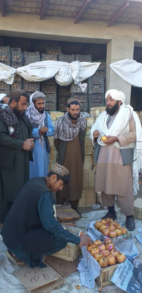 بازدید کارمندان خدمات زراعتی از شرکت پروسس انار در ولسوالی تگاب