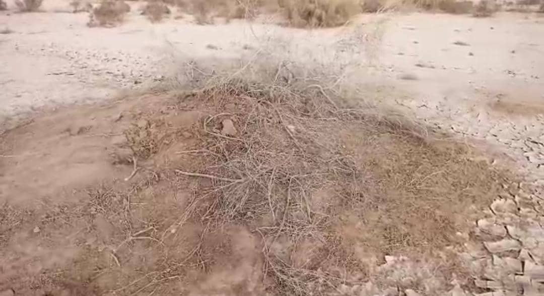 د کندهار ښورابک کې د شملغي طبي بوټي د پریکولو مخه ونیول شوه