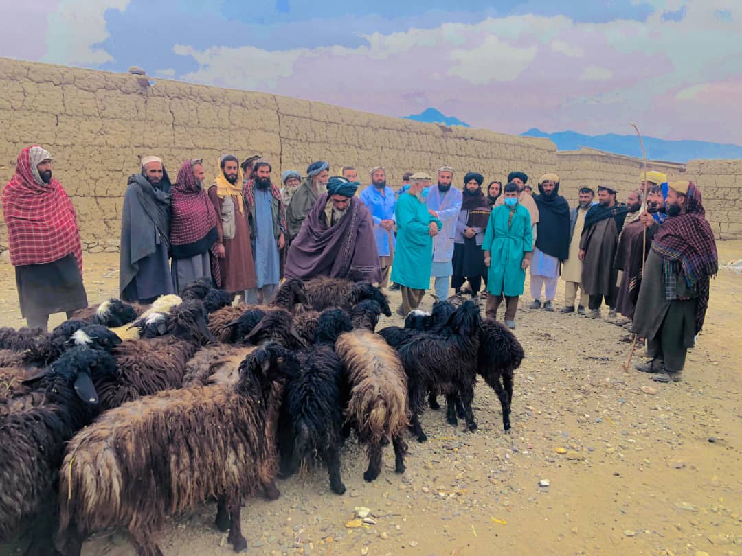 لغمان کې وړوشخوند وهونکوڅارویو ته د طاعون ناروغۍ د مخنیوي پروړاندې د واکسین کمپاین پیل شو