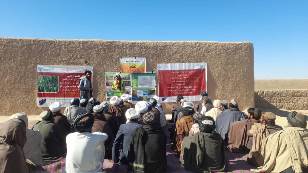 هلمند کې زرګونو بزګرانو ته د غنمو کرکیلې په اړه زده کړې ورکول کېږي