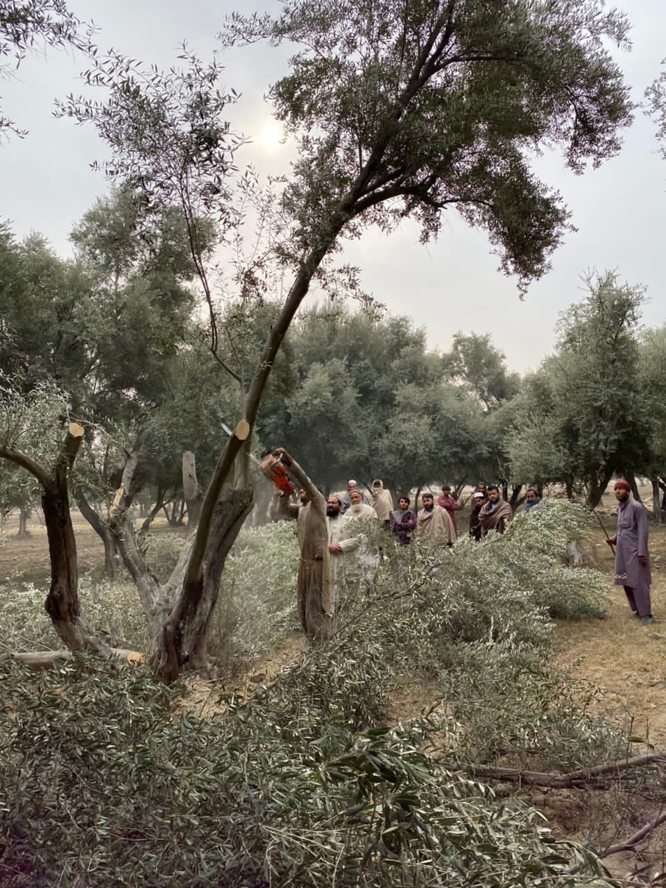 د ننګرهار وادي کرنیز شرکت په ۶۵۰ هکتاره زیتون بڼونو کې د ښاخونو پرې کولو لړۍ پیل شوه