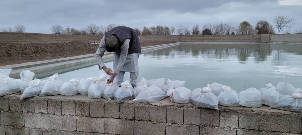 هلمند کې د کب روزنې سکټور پراختیا په پار هڅې؛ دکبانو ۳۵ زره بچې روزل کېږي