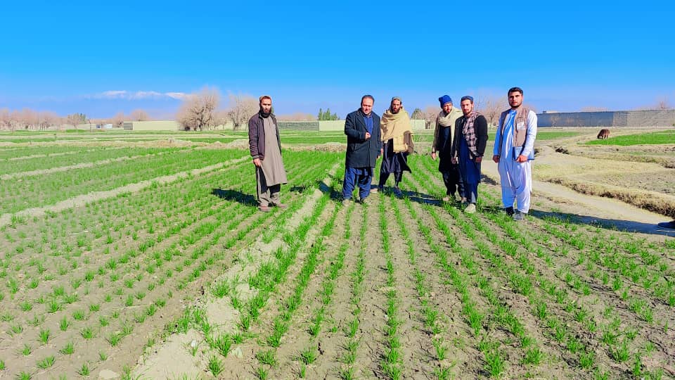 ننګرهار کې د افغانستان د کلیو بیا ودانولو مؤسسې له لورې د غنمو ۱۲۰ ننداریزې کروندې کرل شوي