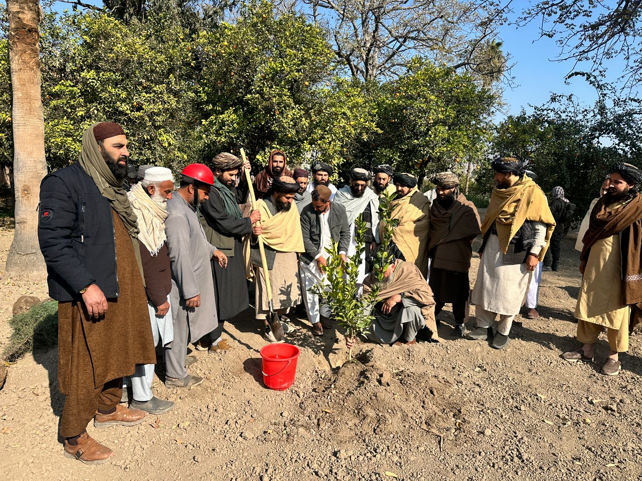 ننګرهار ولایت کې د نیالګیو کېنولو کمپاین پیل شو