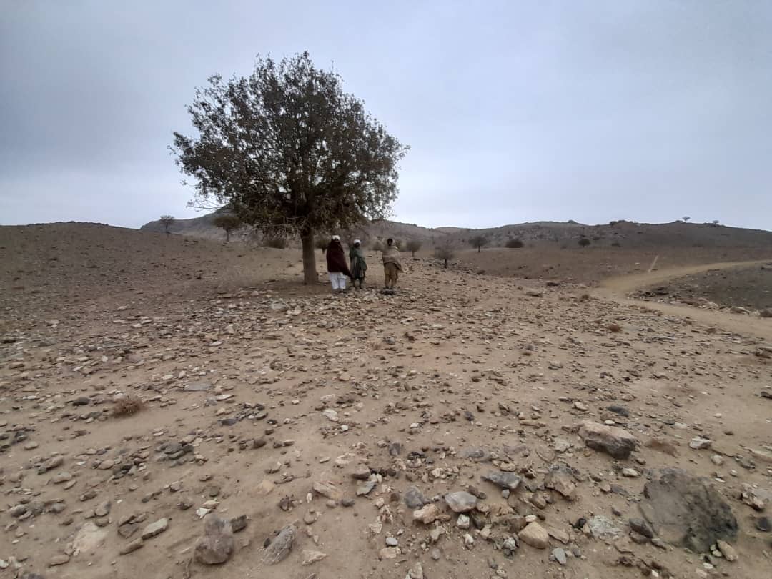 دهلمند نوزاد کې د تیزني حوزې د بېلابېلو سیمو د طبیعي ځنګلونو او څړځایونو څخه لیدنه وشوه