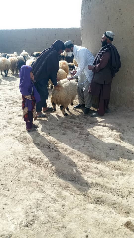 د کندهار پنجوايي کې زرګونو څارويو ته د طاعون واکسین تطبیق وشو