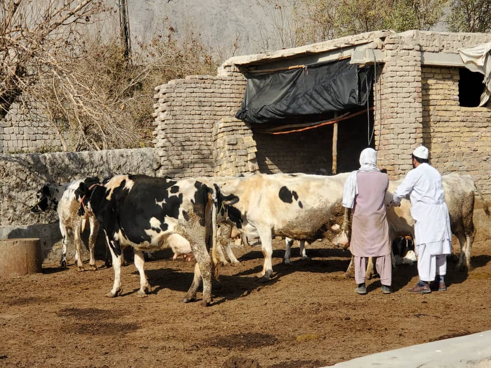 کندهار کې ۲۵ زره غواګانې د وژونکي طبق ناروغۍ پر وړاندې واکسین شوي