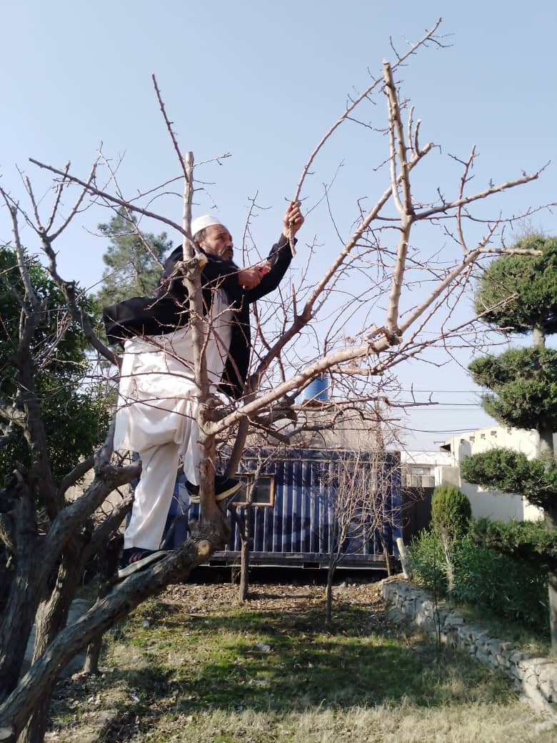 د کابل سروبي کې د مېوه لرونکو ونو خوندیتوب په پار هڅې