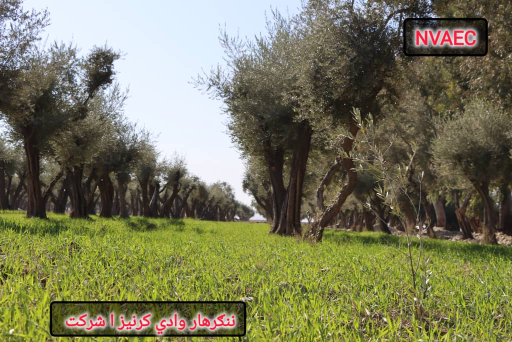 ننګرهار وادي کرنیز امارتي شرکت کې د زيتونو تولید زيات شوی
