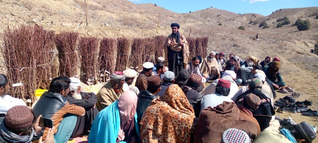 د پکتیکا ولایت اورګون ولسوالی کې د نیالګیو کښېنولو اشر پیل شو