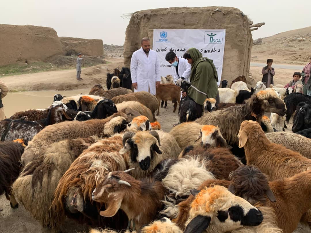 د کندهار لوړ شاولیکوټ کې زرګونو څارویو لپاره د چنجیو ضد درمل د ویش کمپاین پیل شو